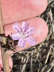 Stephanomeria virgata