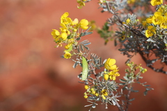 Senna artemisioides alicia