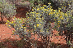 Senna artemisioides alicia