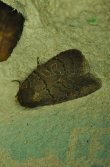 Orthodes cynica
