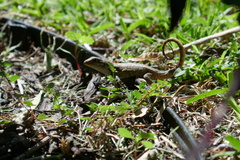 Leiocephalus carinatus