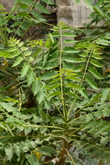 Ailanthus excelsa