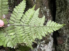 Dryopteris intermedia