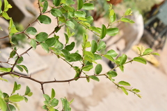 Rhamnaceae