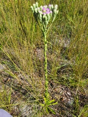 Carphephorus corymbosus