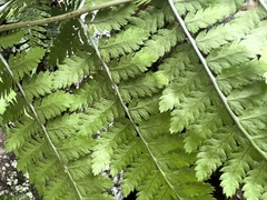 Dryopteris intermedia