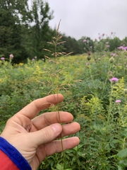 Agrostis hyemalis
