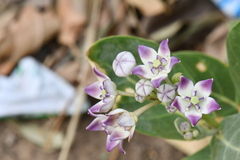 Calotropis procera