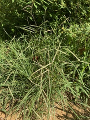 Eleusine indica