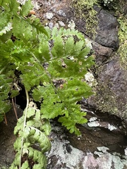 Dryopteris intermedia