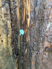 Chlorociboria aeruginascens