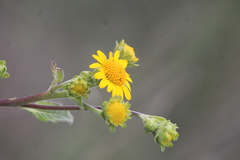 Verbesina robinsonii