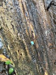 Chlorociboria aeruginascens