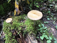 Oudemansiella