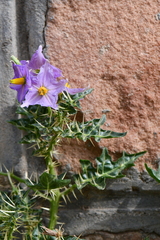 Solanum virginianum