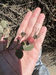 Rosa californica