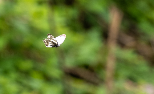 Delias diaphana