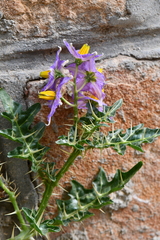 Solanum virginianum