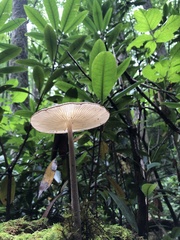 Oudemansiella