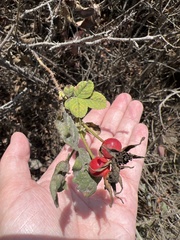 Rosa californica