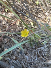 Oxalis pilosa