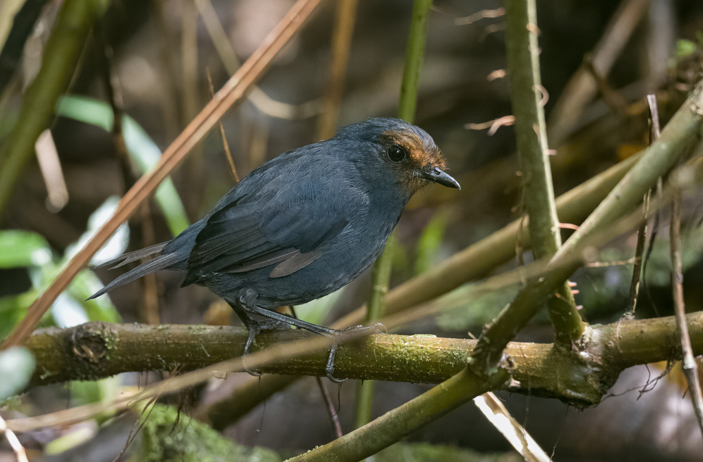 Philippine Shortwing photo