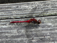Sympetrum obtrusum