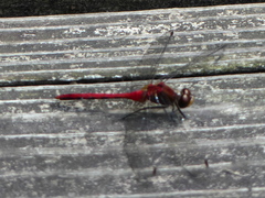 Sympetrum obtrusum