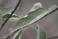 Verbesina robinsonii