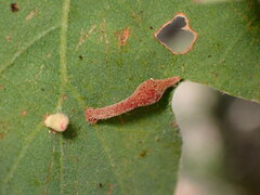Atrusca clavuloides