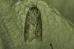 Nycteola