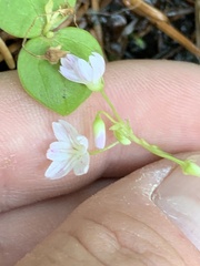 Claytonia