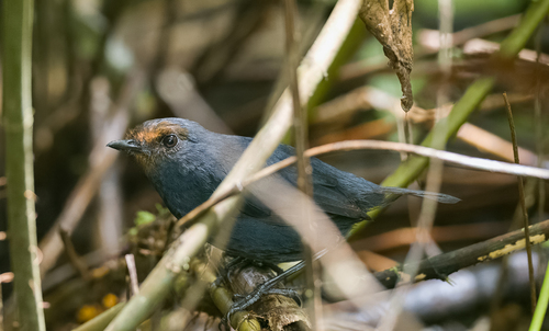 Philippine Shortwing (Brachypteryx poliogyna), photo 6
