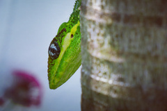 Anolis equestris