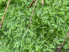 Pseudanomodon attenuatus