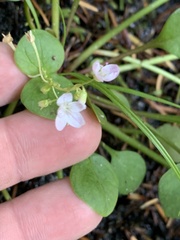 Claytonia