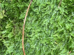 Pseudanomodon attenuatus