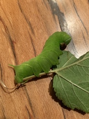 Paonias excaecata
