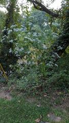 Ageratina