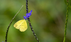 Eurema blanda