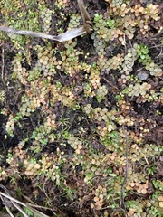 Epilobium komarovianum