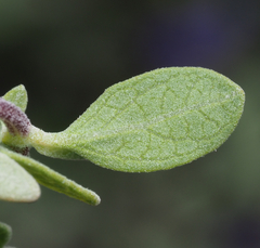 Salvia thymoides