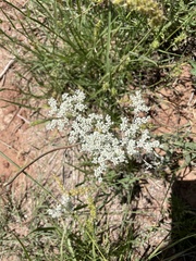 Eriogonum annuum