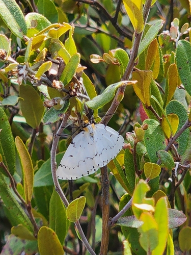 Chain-dotted Geometer photo 5