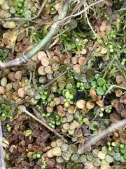 Epilobium komarovianum