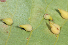 Caryomyia caryaecola