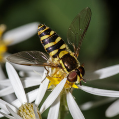 Epistrophella emarginata