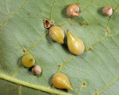 Caryomyia caryaecola