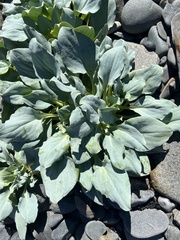 Mertensia maritima