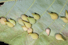 Caryomyia caryaecola